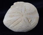 Eupatagus (Oymnopatagus) antillarum (COTTEAU 1875) - Bild &copy; FossNet FossilienStore